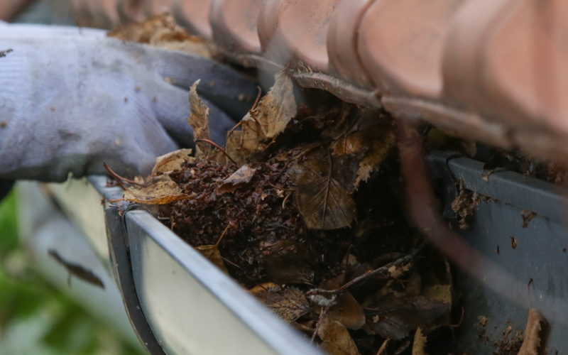 Gouttière encombrée de feuilles mortes, vidée à la main avant l'automne